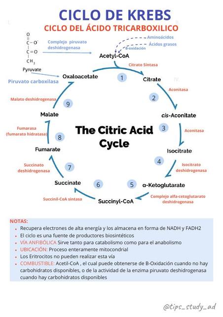 Ciclo De Krebs Ciclo De Krebs Salud Udocz Images