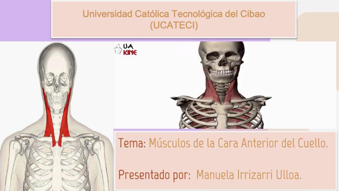 Músculos de la Cara Anterior del Cuello 