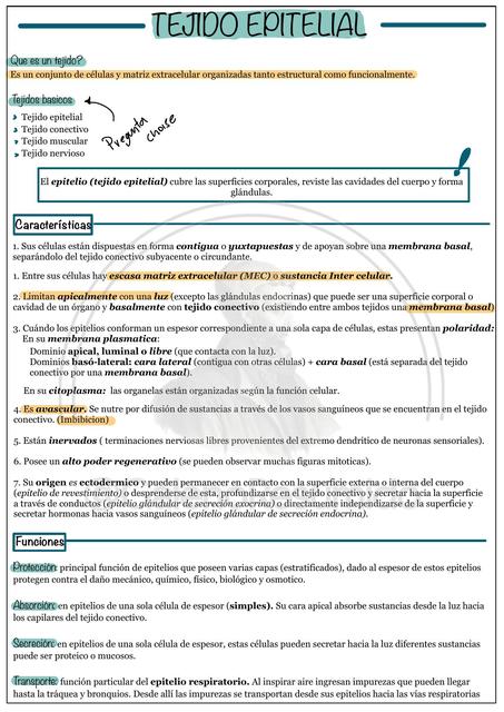 Tejido Epitelial y Glandular