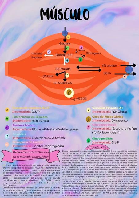 Metabolismo de la Glucosa en el Músculo Esquelético