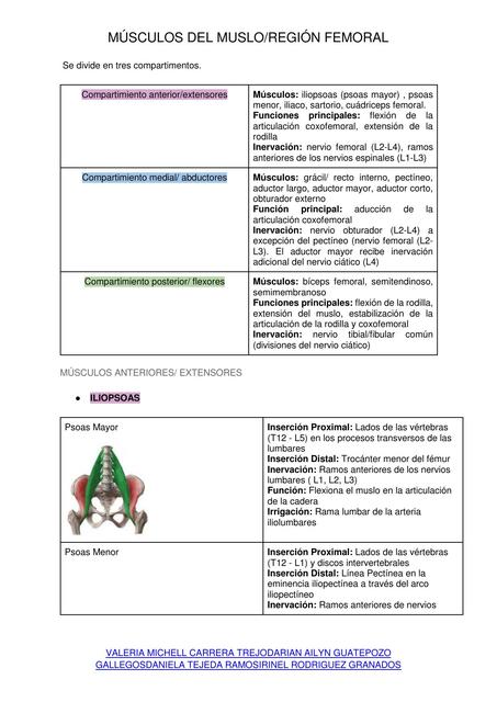 MÚSCULOS DEL MUSLO REGIÓN FEMORAL MORFOLOGÍA