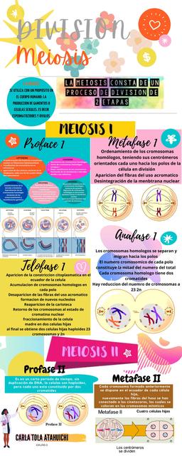 División Meiosis 