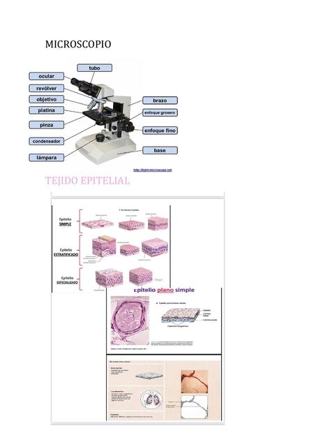 Imágenes de Histología