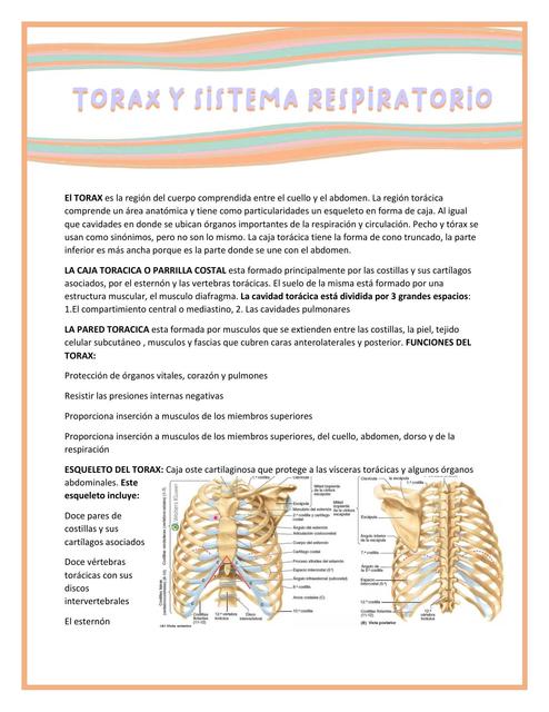 Tórax y Sistema Respiratorio 