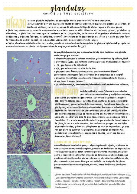 H10 Glándulas y Endocrino - Mesenquigram