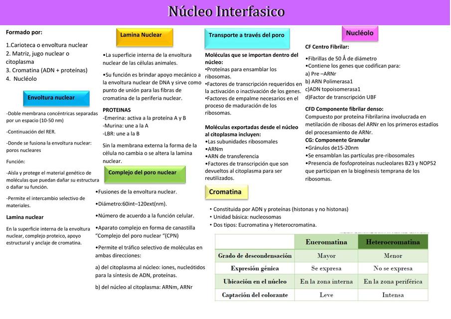 Núcleo Interfasico apunte