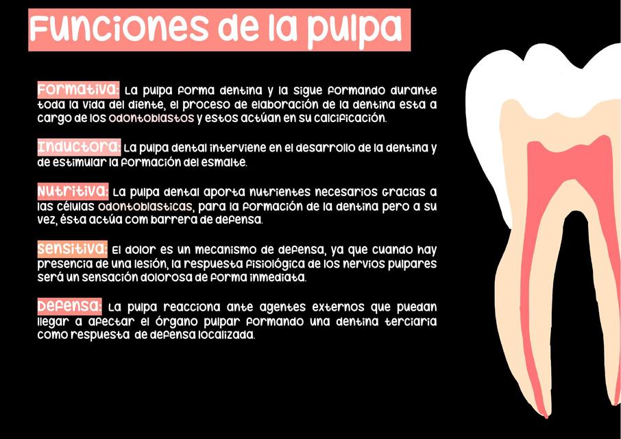 Funciones de la pulpa