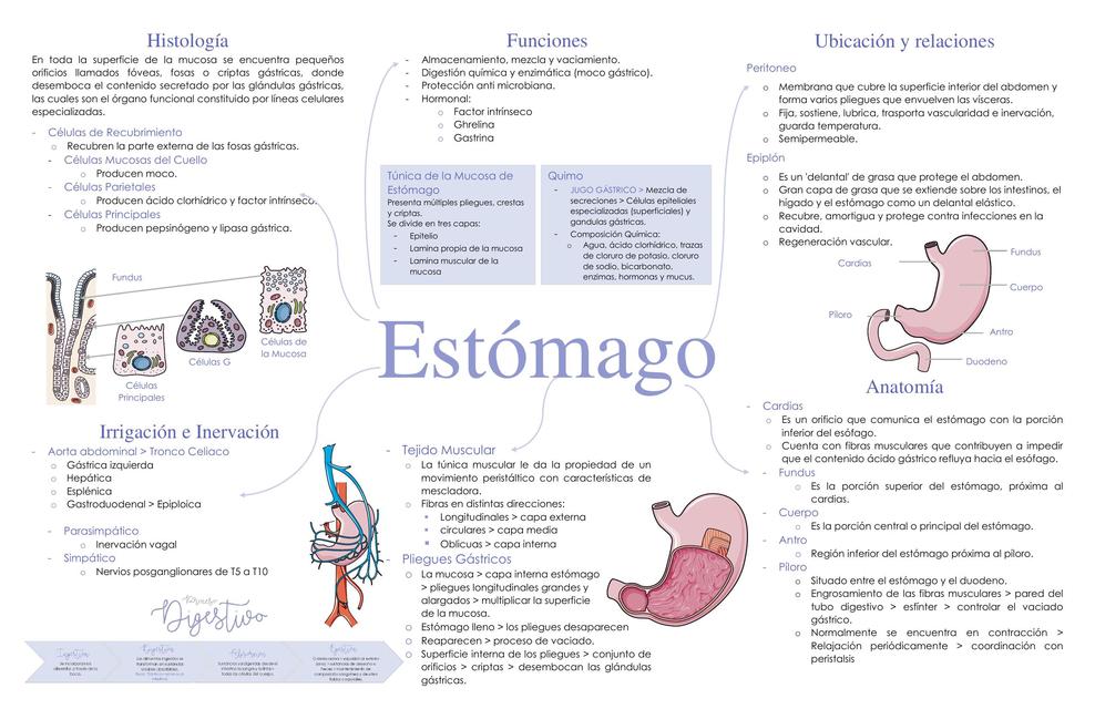 Estómago 