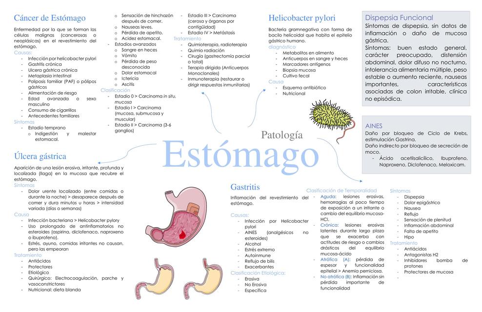 Estómago 