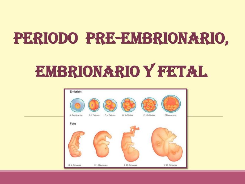 Período pre embrionario y fetal