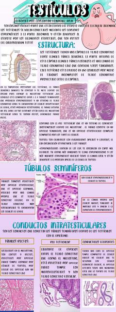 Histología de testículos