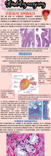 Histología de las glándulas accesorias masculinas