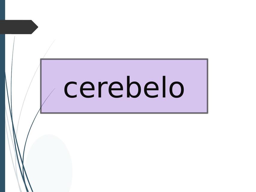 Cerebelo 