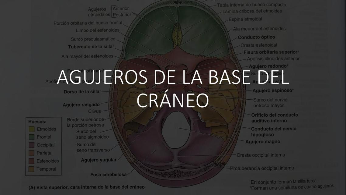 Agujeros de la Base del Cráneo | Jessica Sanchez | uDocz