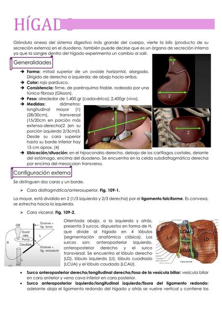 digestivo 2 anatomía