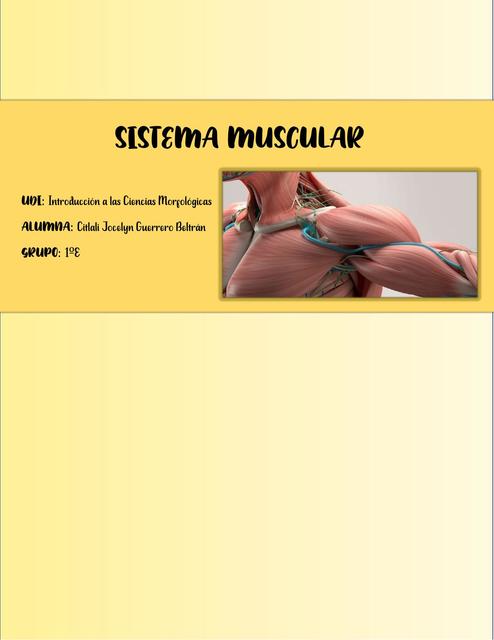 Sistema Muscular 