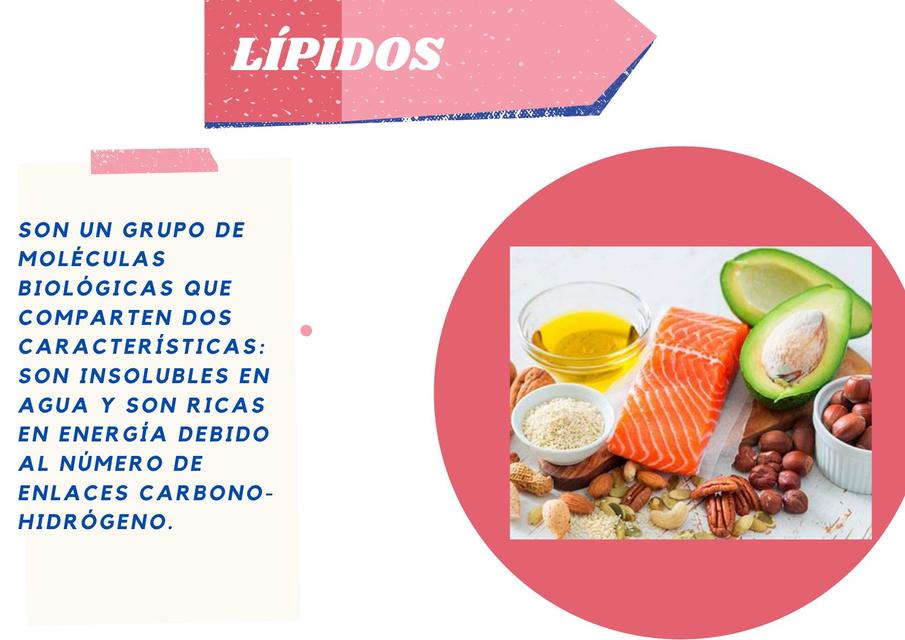 Lípidos 