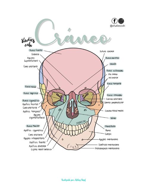 Anatomía de Cráneo