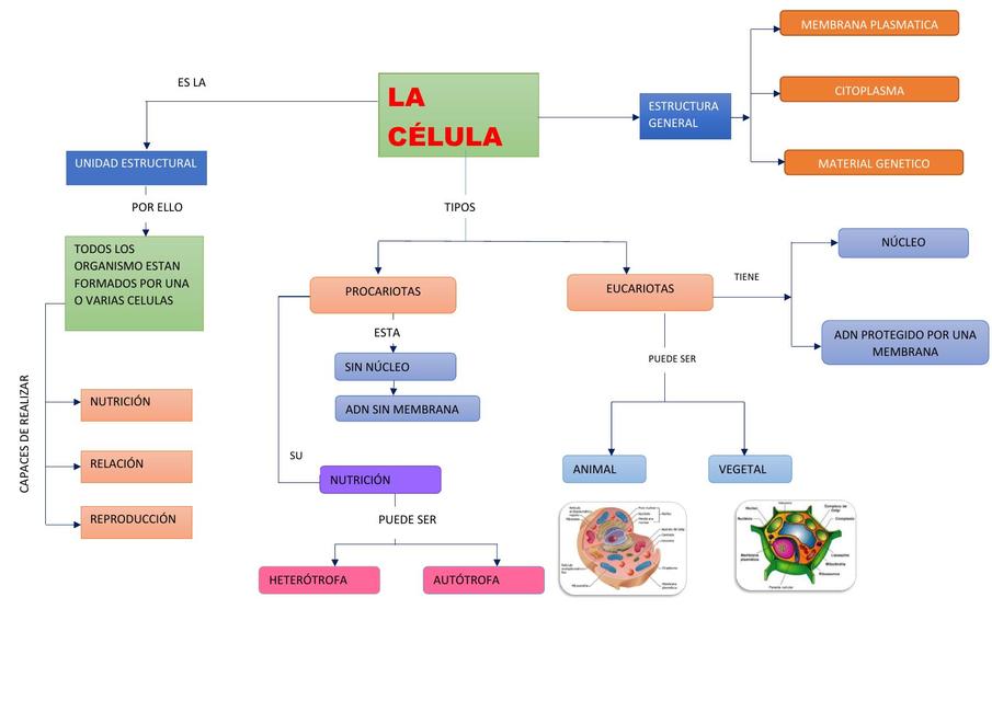 Top 55 Imagen Mapa Mental De Los Tipos De Celulas Estructura Y Funcion