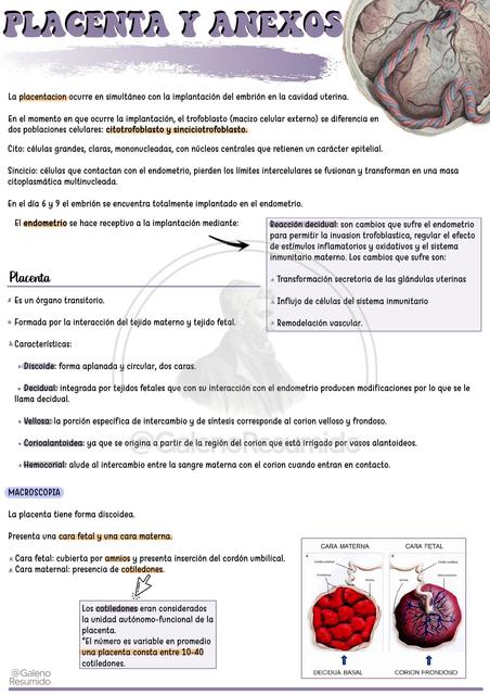 Placenta y Anexos