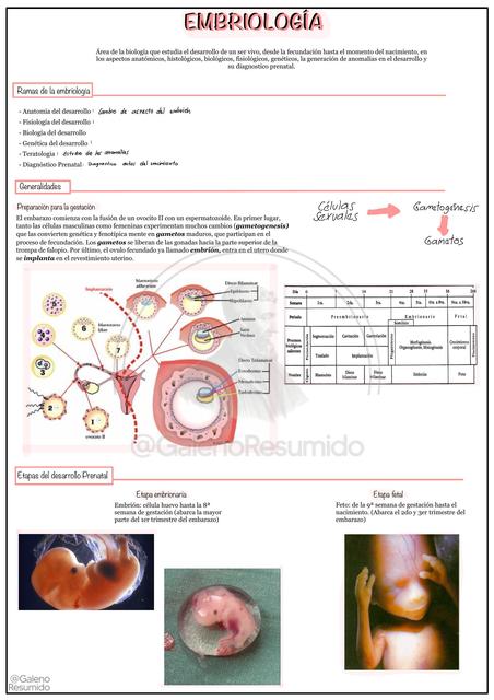 Embriología 