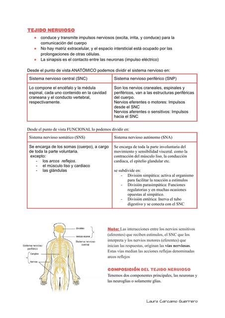 Generalidades del Tejido Nervioso