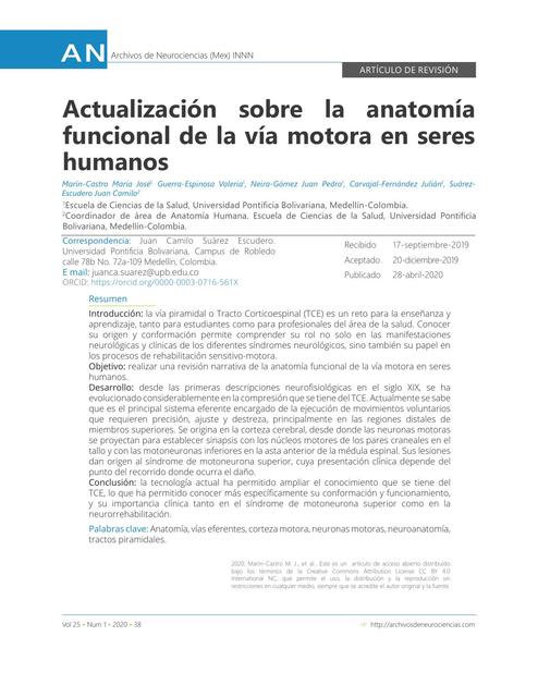 Anatomía Funcional de la Vía Motora en Seres Humanos 