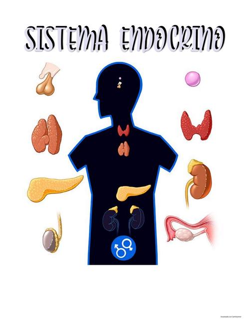 Sistema endocrino