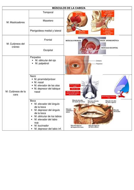 Músculos de la Cabeza 