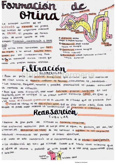 Formación de Orina