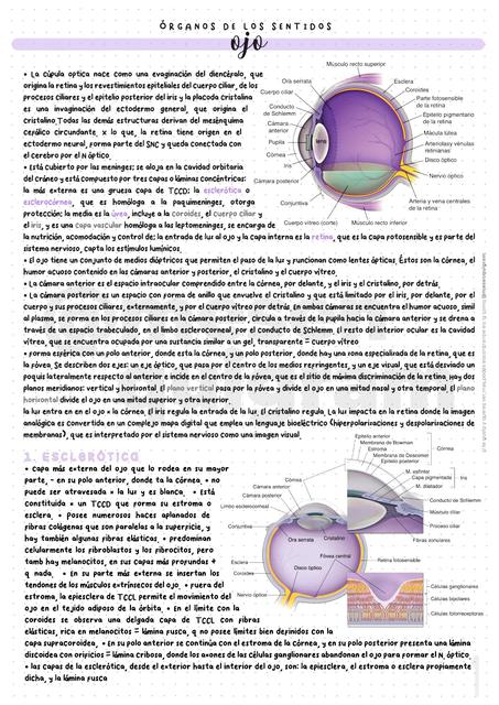 H12 Ojo - Mesenquigram