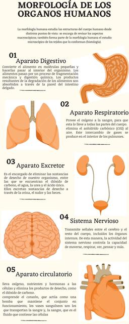 Morfología de los Órganos Humanos