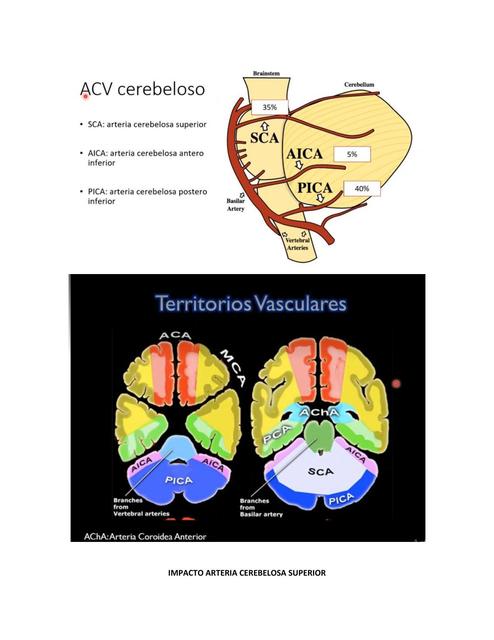 Cerebelo