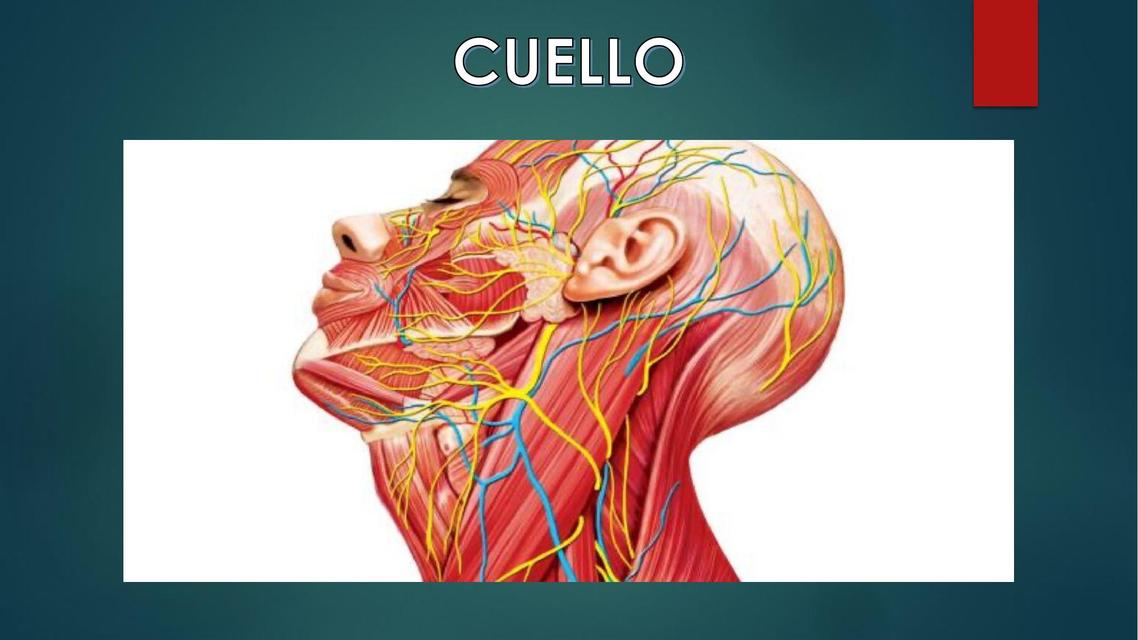 Cuello