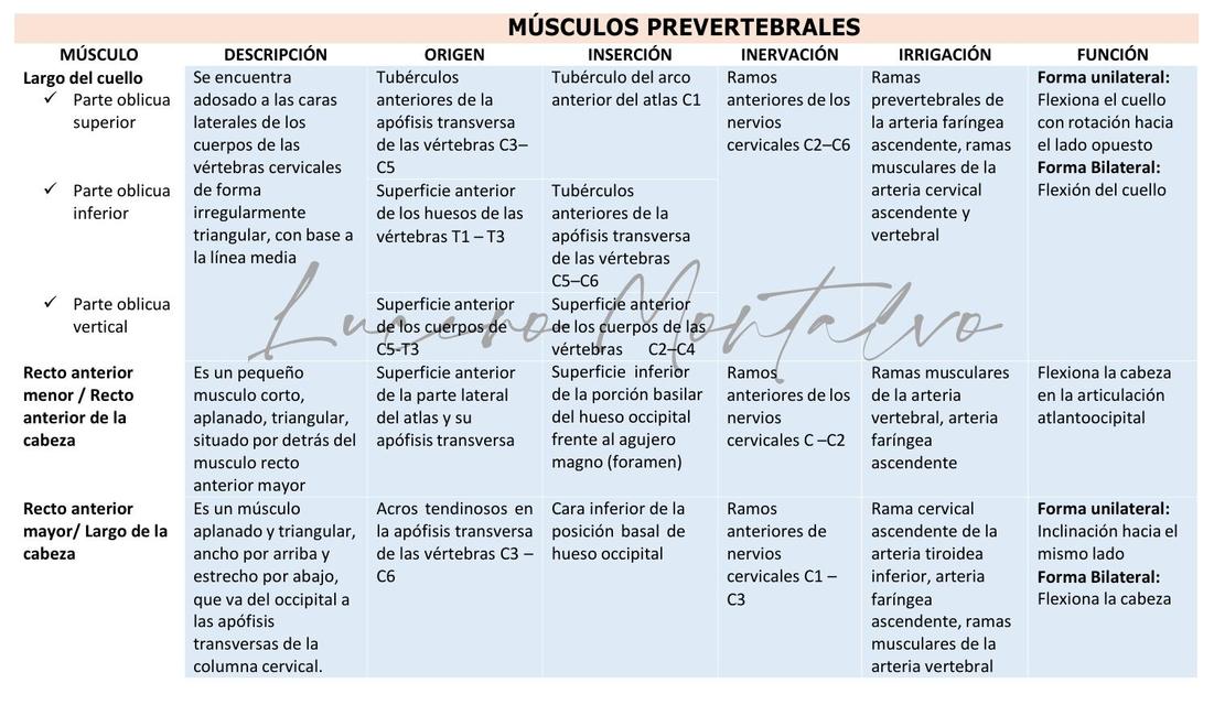 Musculos Prevertebrales