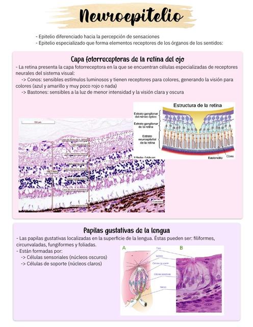 Neuroepitelio