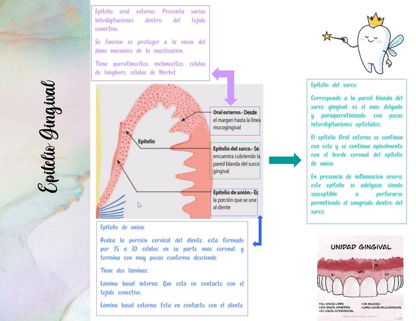 Epitelio Gingival