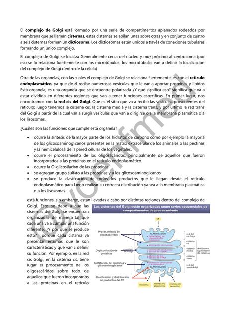 El complejo de Golgi  