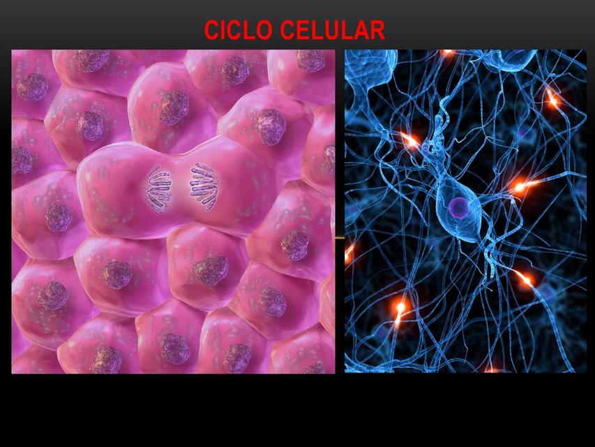 Ciclo Celular 