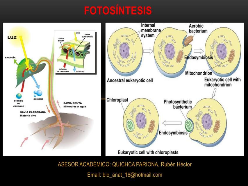 Fotosíntesis 