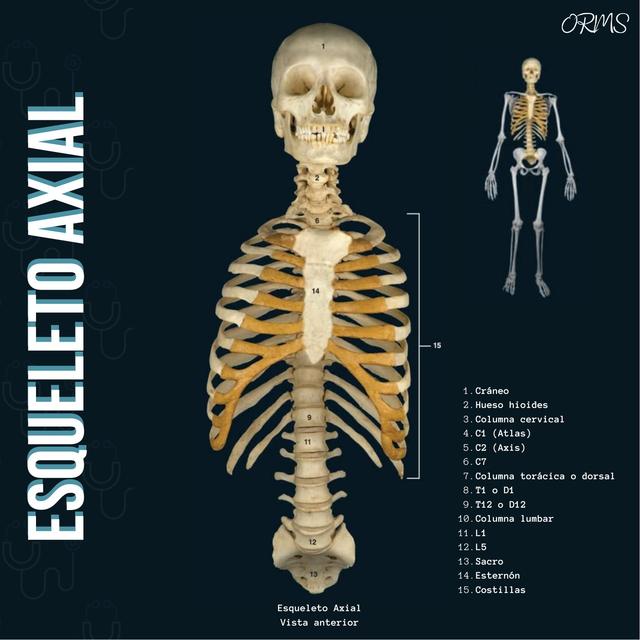 Esqueleto Axial 