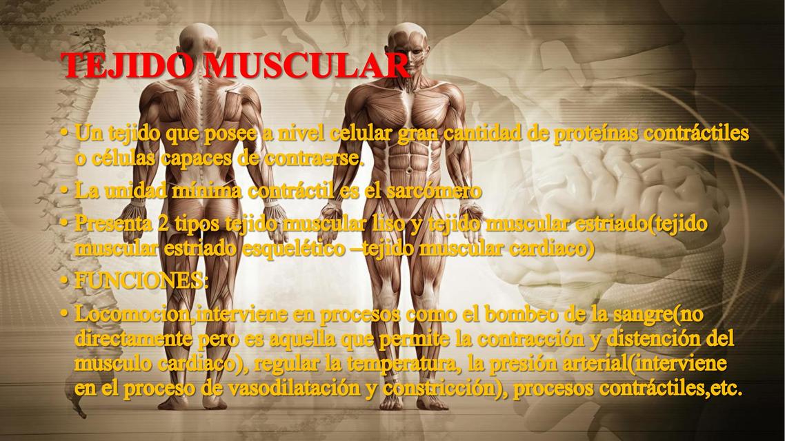 Tejido Muscular 