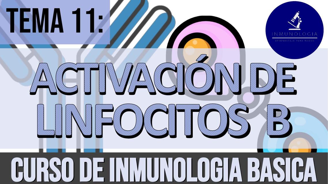 Activación de Linfocitos B