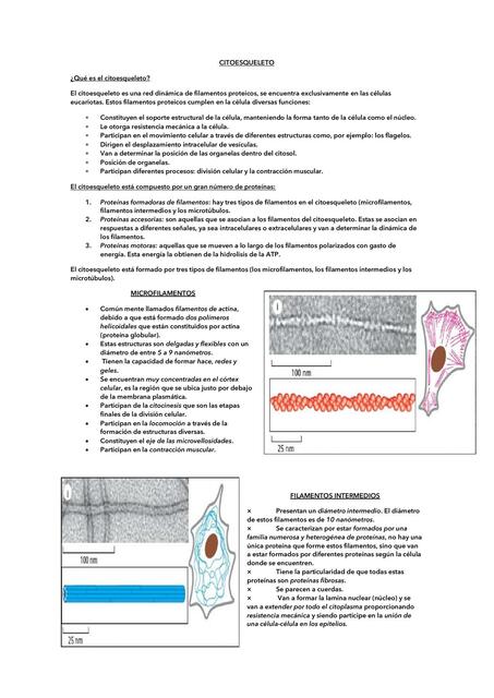 Citoesqueleto 