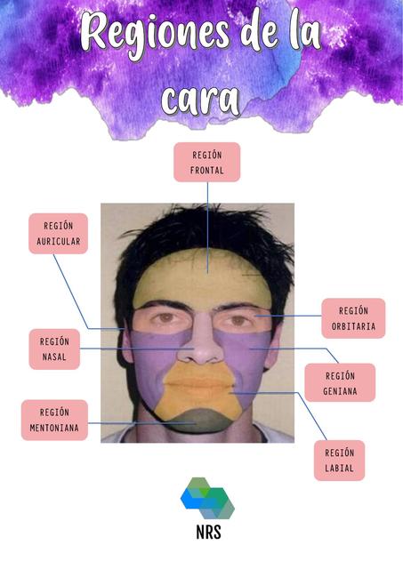 CARA: MÚSCULOS DE LA EXPRESIÓN FACIAL-IRRIGACIÓN DE LA CARA