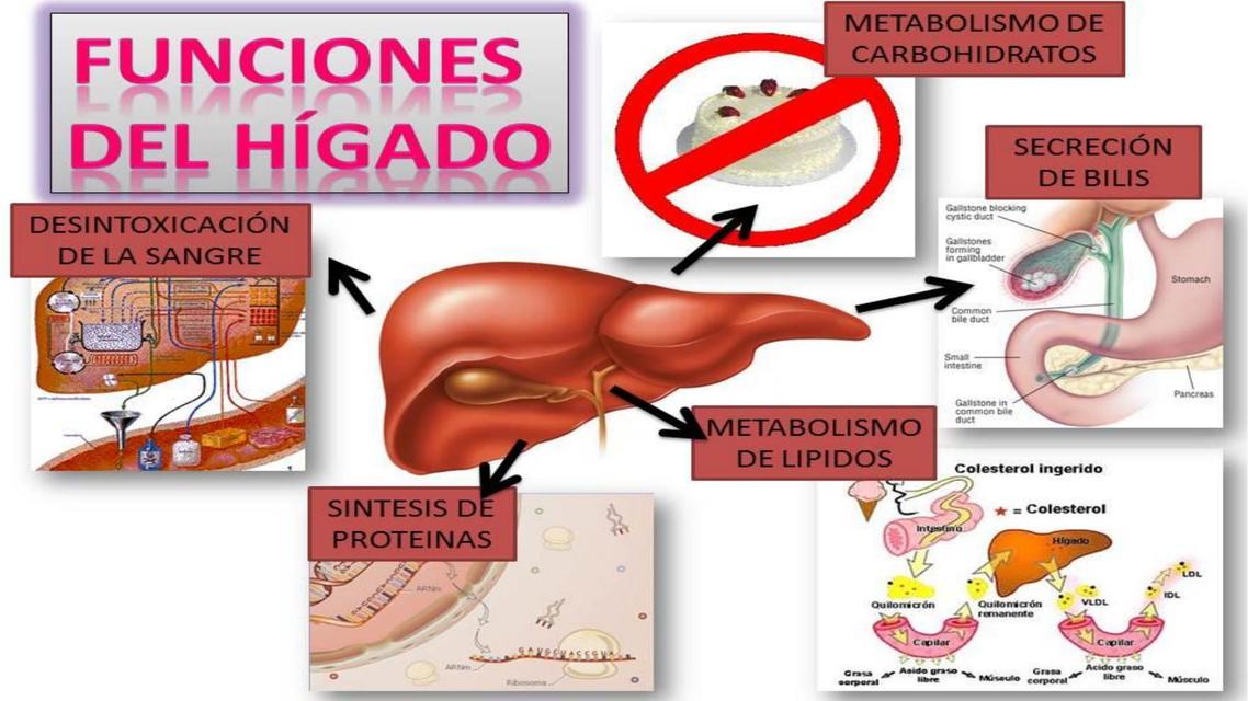 Funciones del Hígado 