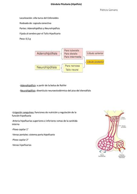 Glándula Hipófisis Histología