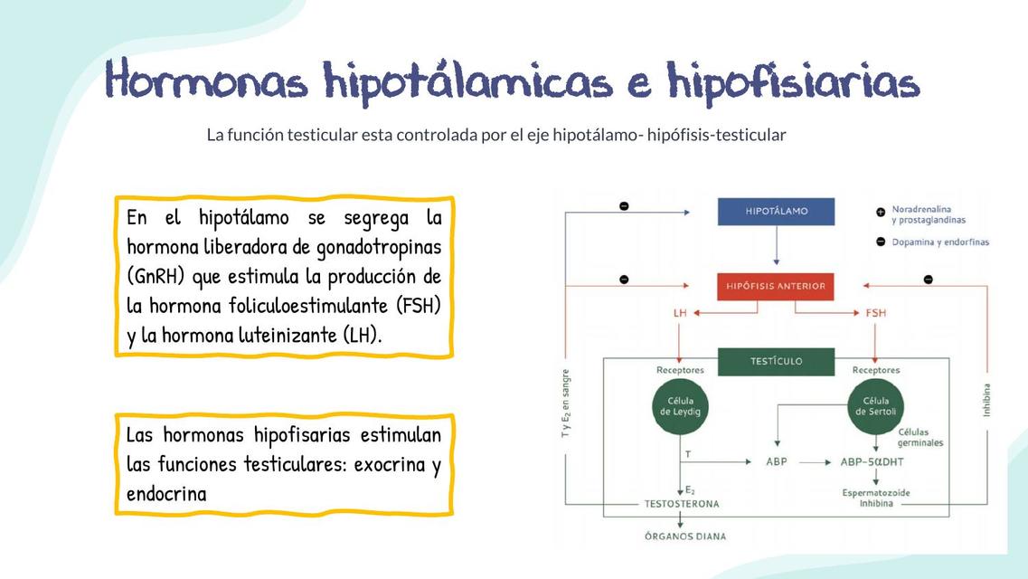 Hormonas Hipotalámicas e Hipofisiarias 