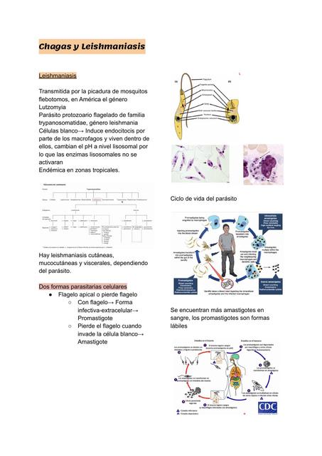 Chagas y Leishmaniasis