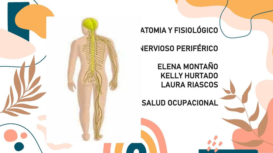 Sistema Nervioso Periférico 